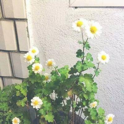 minidayz无限耐久游戏下载